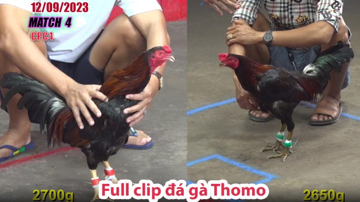 CPC4- TRẬN 4 | đá gà Thomo | 12/09/2023