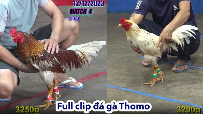 CPC4- TRẬN 4 | đá gà Thomo | 12/12/2023