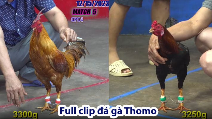 CPC4- TRẬN 5 | đá gà Thomo | 12/15/2023