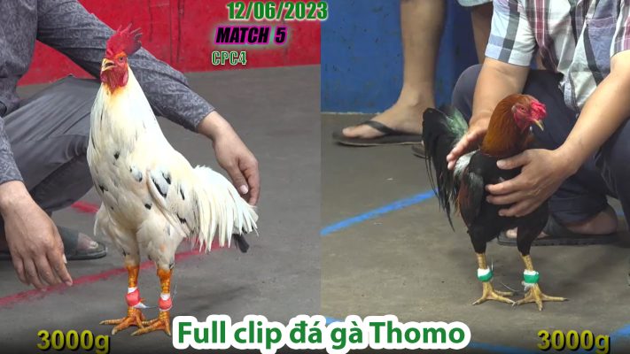 CPC4- TRẬN 5 | đá gà Thomo | 12/06/2023