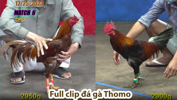 CPC4- TRẬN 6 | đá gà Thomo | 12/25/2023