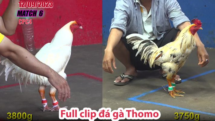 CPC4- TRẬN 6 | đá gà Thomo | 12/09/2023