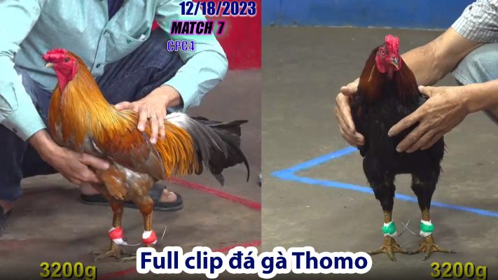 CPC4- TRẬN 7 | đá gà Thomo | 12/18/2023