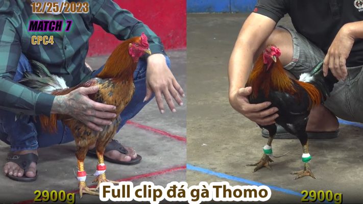 CPC4- TRẬN 7 | đá gà Thomo | 12/25/2023