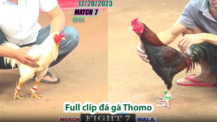 CPC1- TRẬN 7 | đá gà Thomo | 12/28/2023