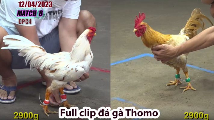 CPC4- TRẬN 8 | đá gà Thomo | 12/04/2023