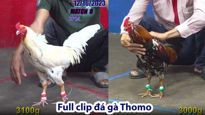 CPC4- TRẬN 8 | đá gà Thomo | 12/16/2023