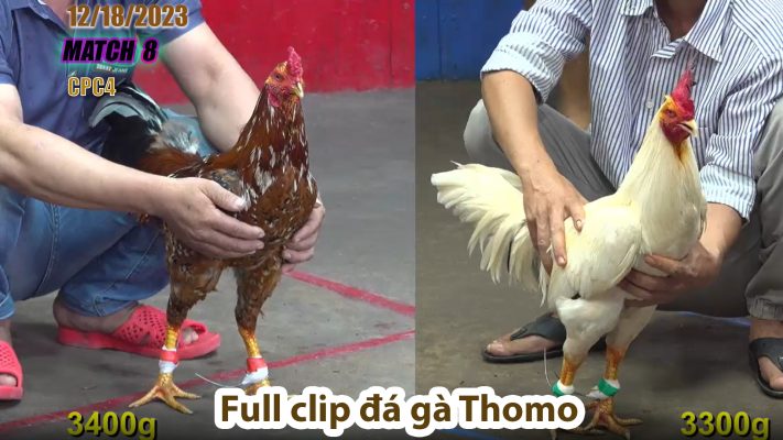 CPC4- TRẬN 8 | đá gà Thomo | 12/18/2023