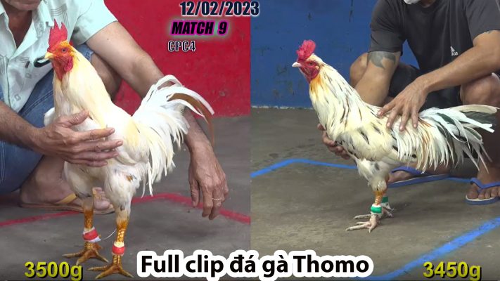 CPC4- TRẬN 9 | đá gà Thomo | 12/02/2023