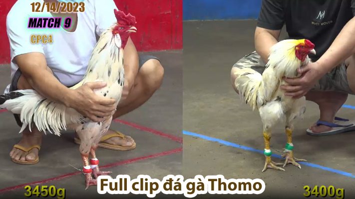 CPC4- TRẬN 9 | đá gà Thomo | 12/14/2023