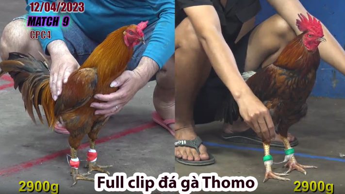 CPC4- TRẬN 9 | đá gà Thomo | 12/04/2023