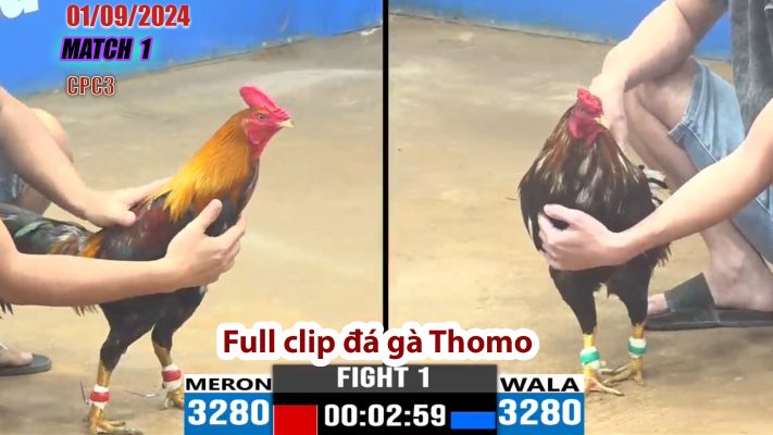 CPC3- TRẬN 1 | đá gà Thomo | 01/09/2024