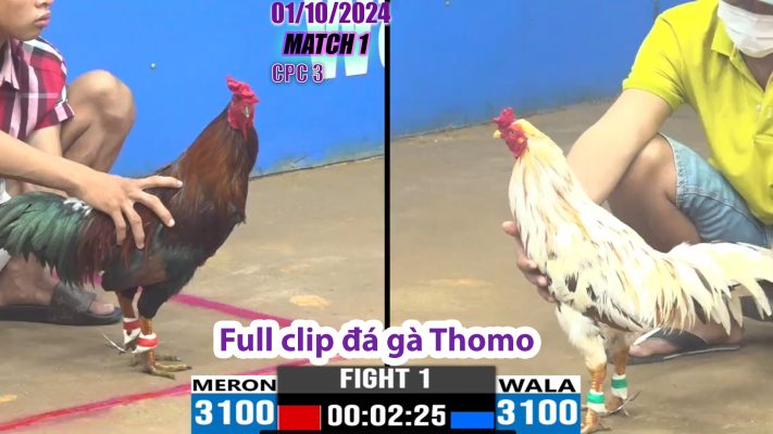 CPC3- TRẬN 1 | đá gà Thomo | 01/10/2024