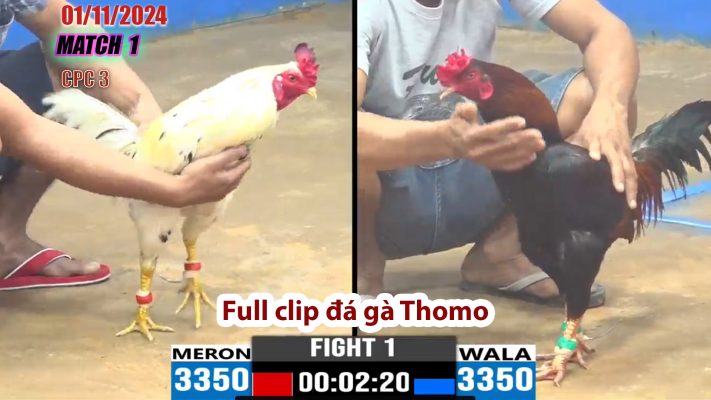 CPC3- TRẬN 1 | đá gà Thomo | 01/11/2024