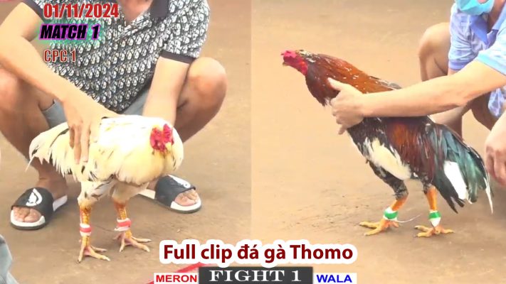 CPC1- TRẬN 1 | đá gà Thomo | 01/11/2024