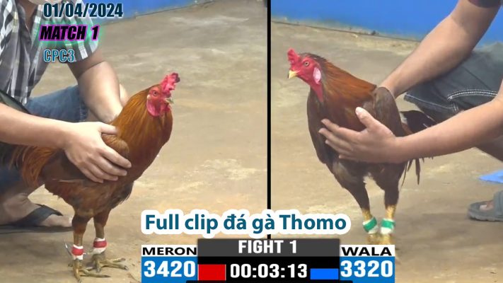 CPC3- TRẬN 1 | đá gà Thomo | 01/04/2024