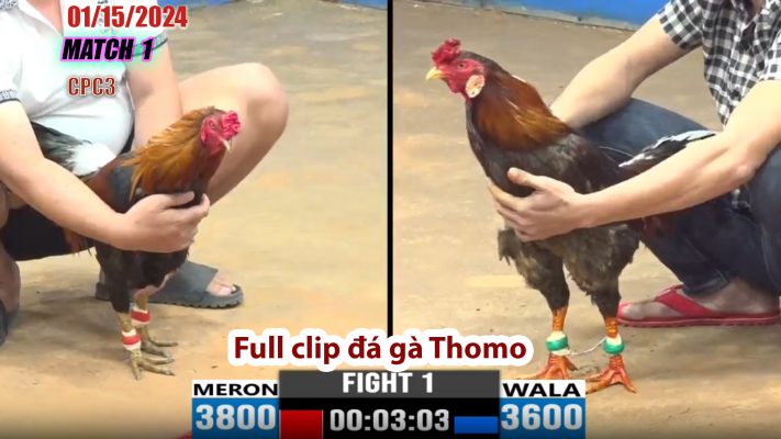 CPC3- TRẬN 1 | đá gà Thomo | 01/15/2024