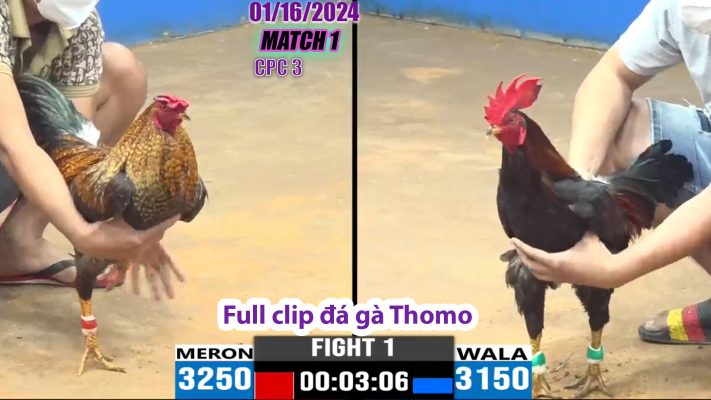 CPC3- TRẬN 1 | đá gà Thomo | 01/16/2024