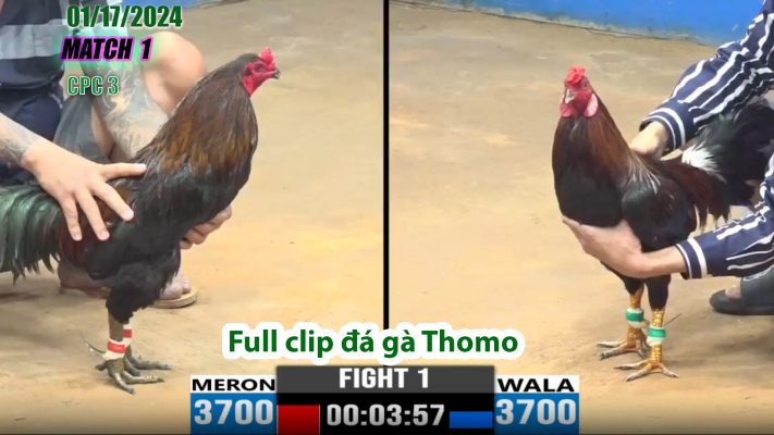 CPC3- TRẬN 1 | đá gà Thomo | 01/17/2024