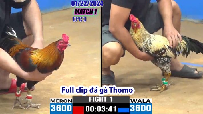 CPC3- TRẬN 1 | đá gà Thomo | 01/22/2024