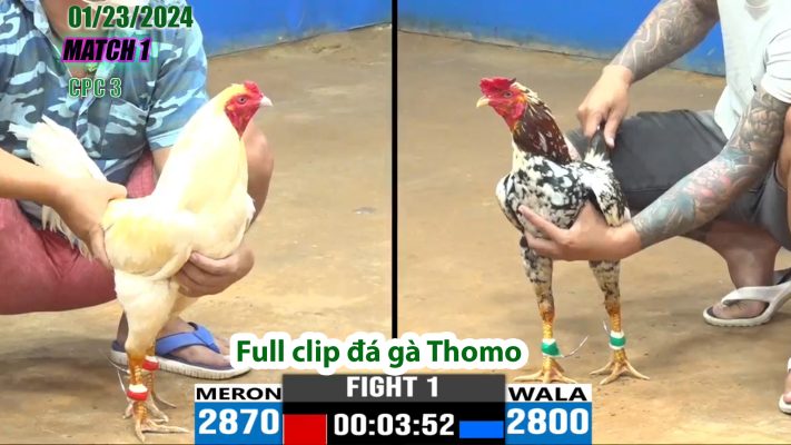 CPC3- TRẬN 1 | đá gà Thomo | 01/23/2024