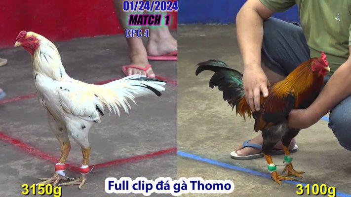 CPC4- TRẬN 1 | đá gà Thomo | 01/24/2024