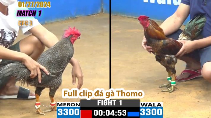 CPC3- TRẬN 1 | đá gà Thomo | 01/27/2024