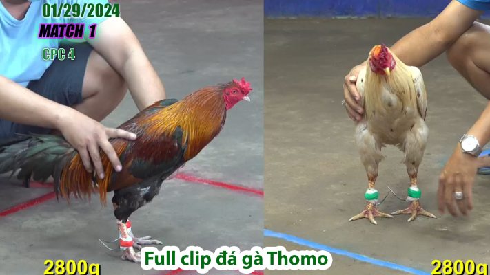 CPC4- TRẬN 1 | đá gà Thomo | 01/29/2024