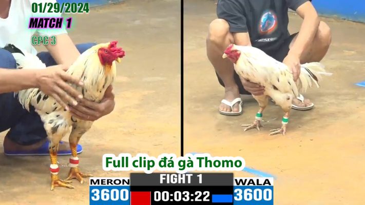 CPC3- TRẬN 1 | đá gà Thomo | 01/29/2024