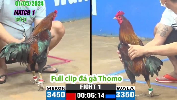 CPC3- TRẬN 1 | đá gà Thomo | 01/05/2024