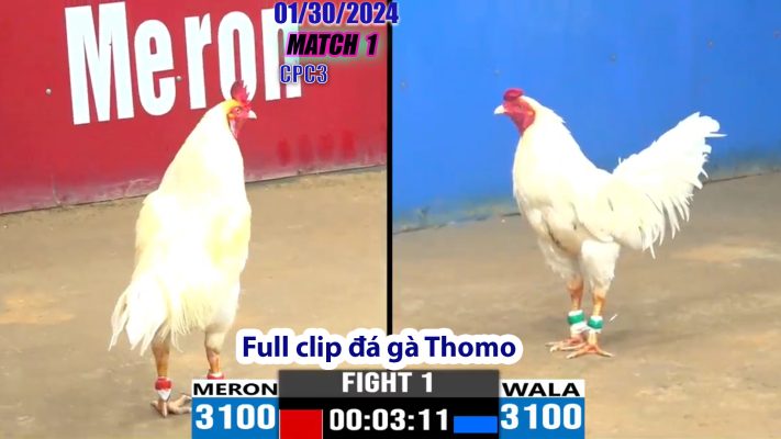 CPC3- TRẬN 1 | đá gà Thomo | 01/30/2024