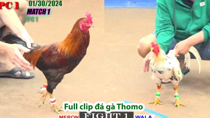 CPC1- TRẬN 1 | đá gà Thomo | 01/30/2024