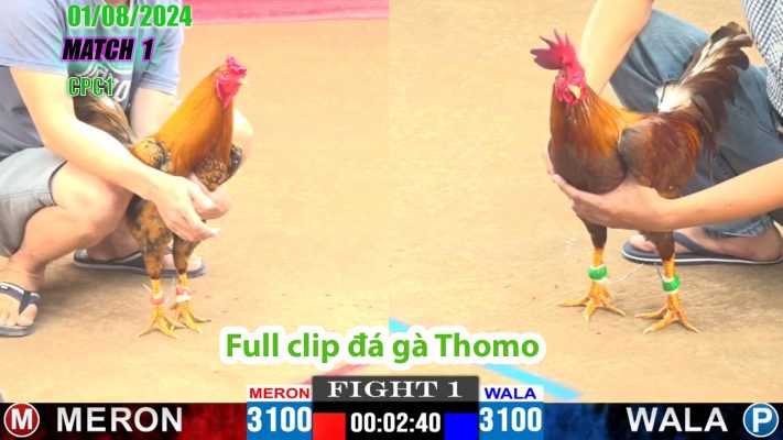 CPC1- TRẬN 1 | đá gà Thomo | 01/08/2024