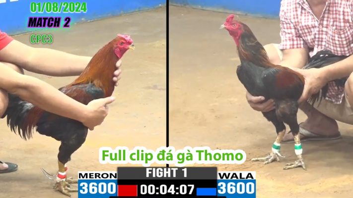 CPC3- TRẬN 1 | đá gà Thomo | 01/08/2024