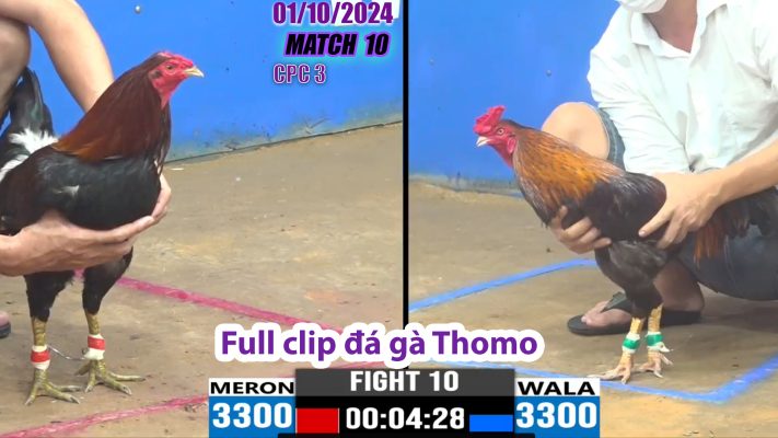 CPC3- TRẬN 10 | đá gà Thomo | 01/10/2024