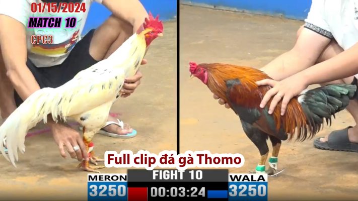 CPC3- TRẬN 10 | đá gà Thomo | 01/15/2024