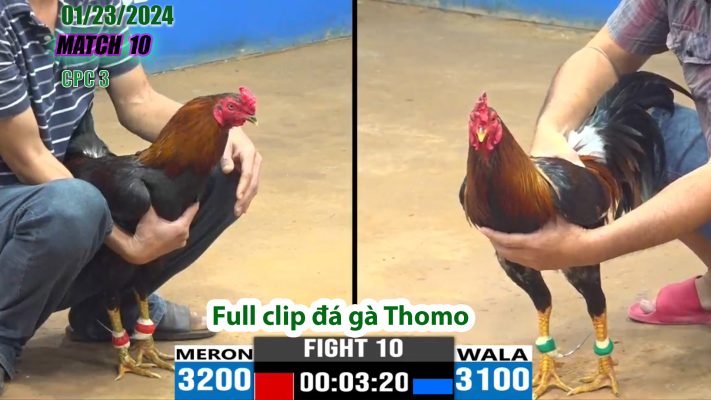 CPC3- TRẬN 10 | đá gà Thomo | 01/23/2024