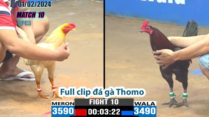 CPC3- TRẬN 10 | đá gà Thomo | 01/02/2024