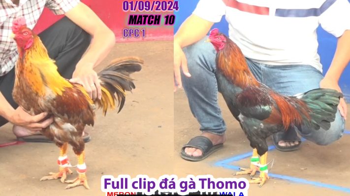 CPC1- TRẬN 10 | đá gà Thomo | 01/09/2024