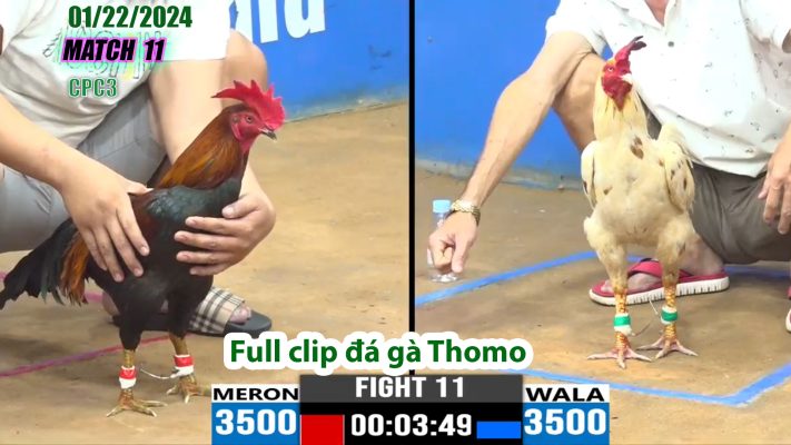 CPC3- TRẬN 11 | đá gà Thomo | 01/22/2024