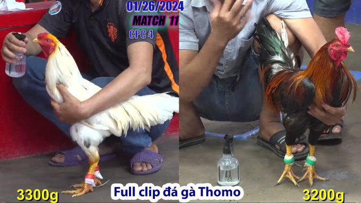 CPC4- TRẬN 11 | đá gà Thomo | 01/26/2024