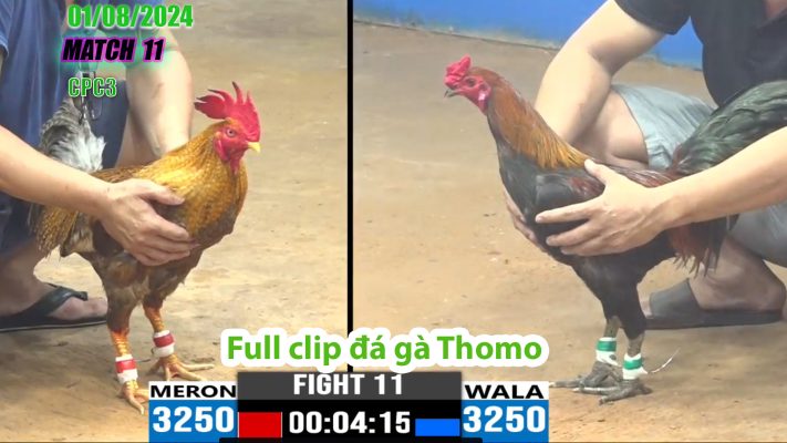 CPC3- TRẬN 11 | đá gà Thomo | 01/08/2024