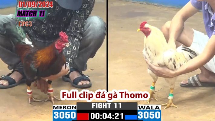 CPC3- TRẬN 11 | đá gà Thomo | 01/09/2024