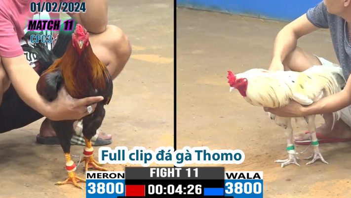 CPC3- TRẬN 11 | đá gà Thomo | 01/02/2024