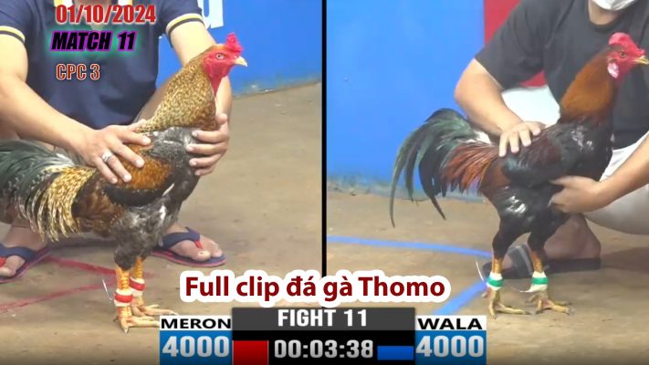 CPC3- TRẬN 11 | đá gà Thomo | 01/10/2024