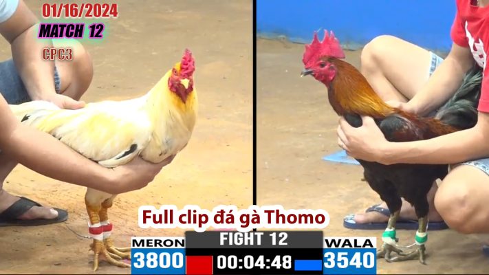 CPC3- TRẬN 12 | đá gà Thomo | 01/16/2024