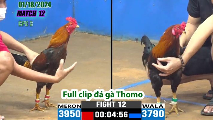 CPC3- TRẬN 12 | đá gà Thomo | 01/18/2024