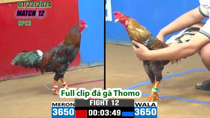 CPC3- TRẬN 12 | đá gà Thomo | 01/22/2024