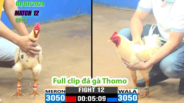 CPC3- TRẬN 12 | đá gà Thomo | 01/07/2024