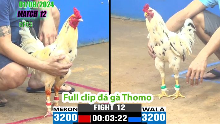 CPC3- TRẬN 12 | đá gà Thomo | 01/08/2024